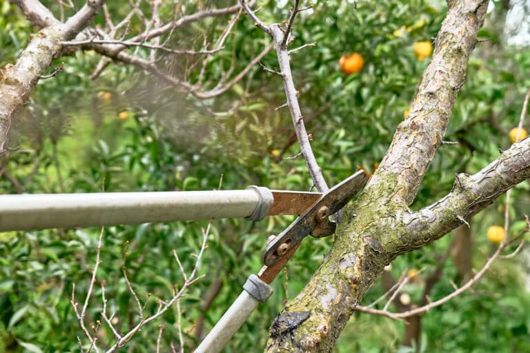 Tree Trimming Pruning service