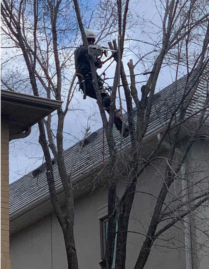 Emergency Tree Services