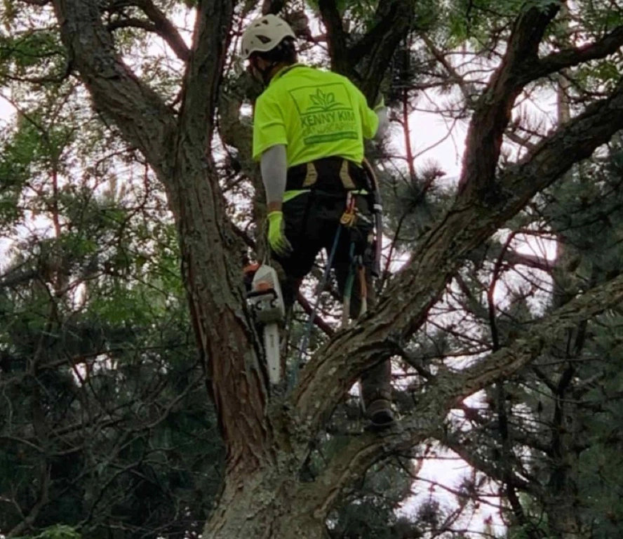 Kenny-Kim-Landscping ISA certified tree car company