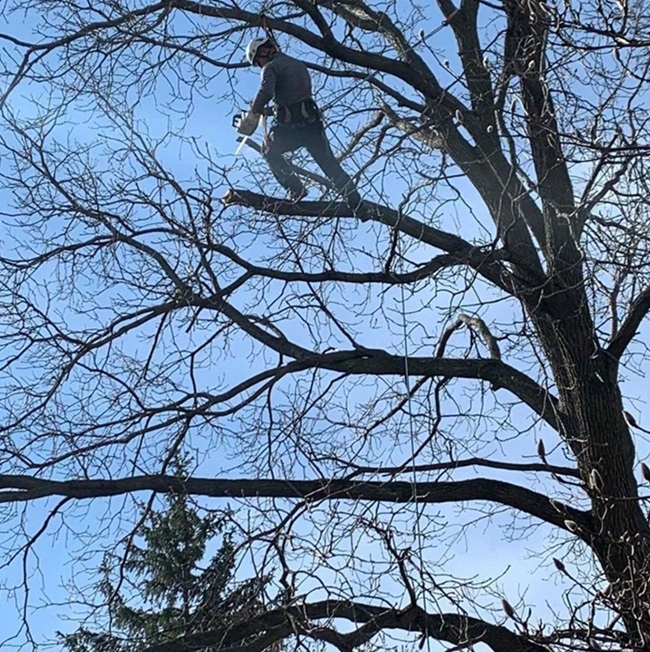 Tree Trimming and Removal Services