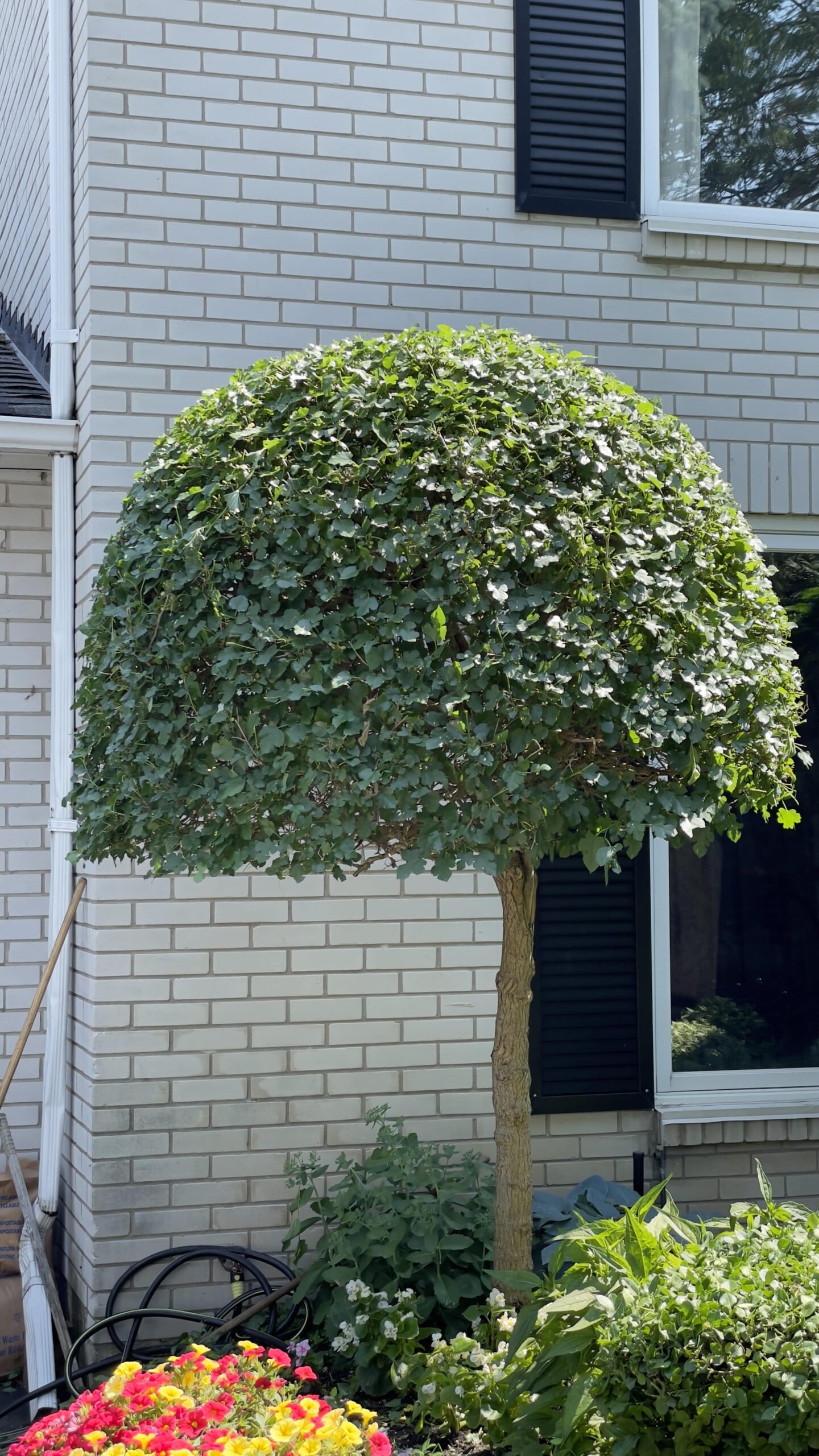 Tree trimming in toronto