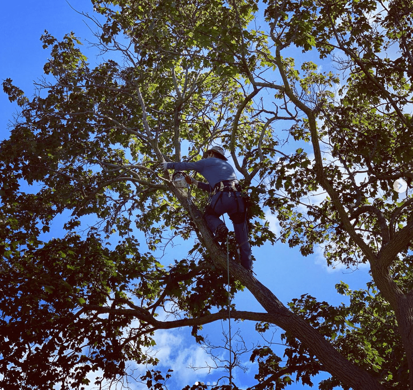 Tree Trimming