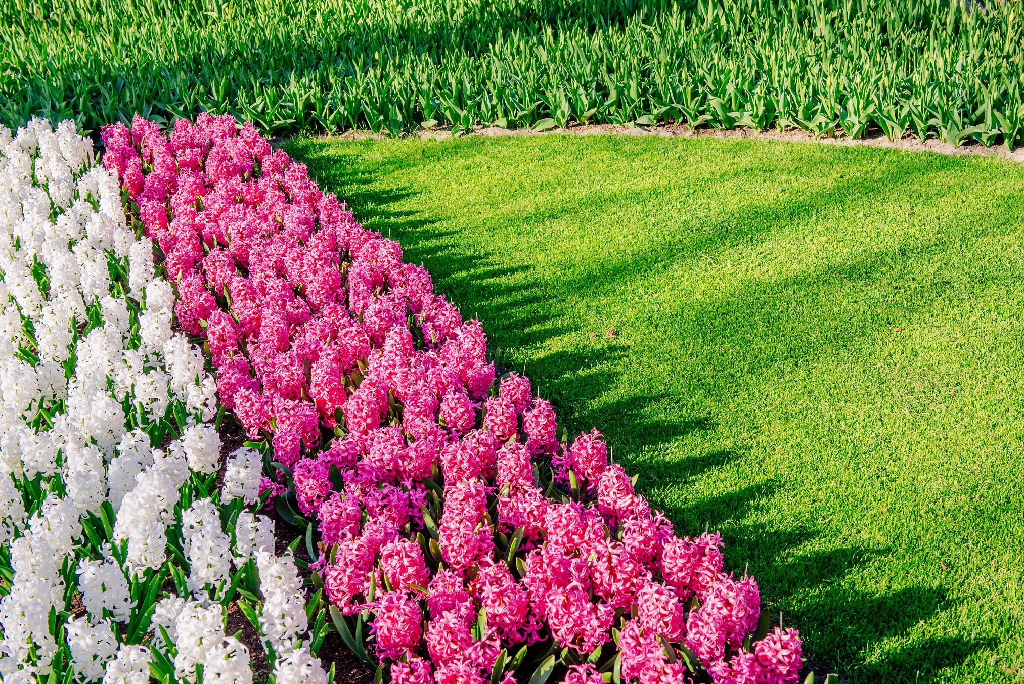 lawn edging