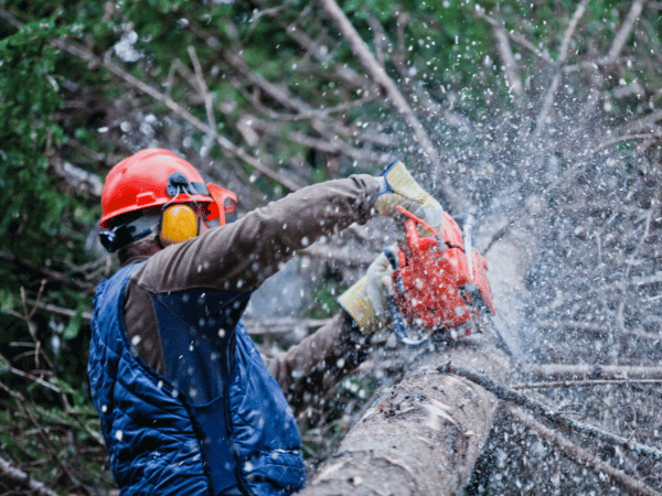 Tree Removal Toronto