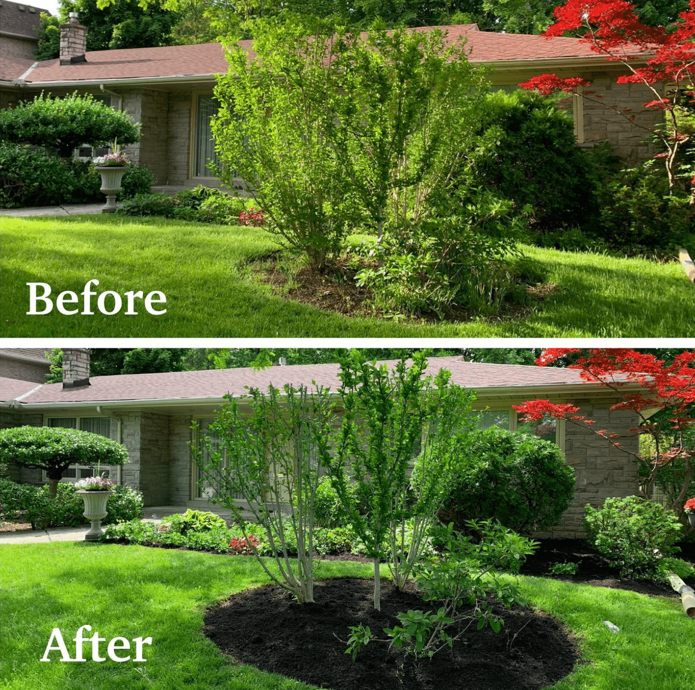 Tree Trimming in Toronto