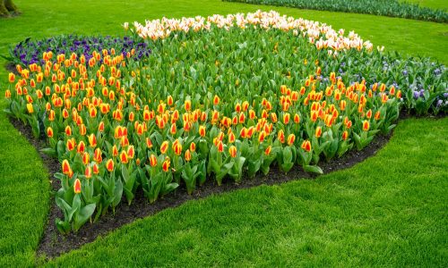 Formal spring garden. Flower Bed In Keukenhof Gardens