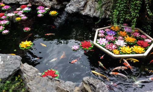 Koi fish and flowers in a pond